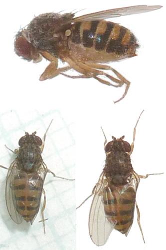 Drosophila hydei